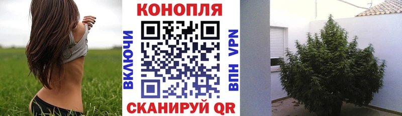 Шишки марихуана MAZAR  Купить где  Кириши 